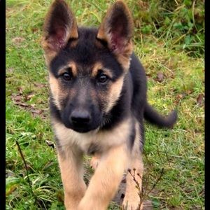 Meet your Posher, Elsa